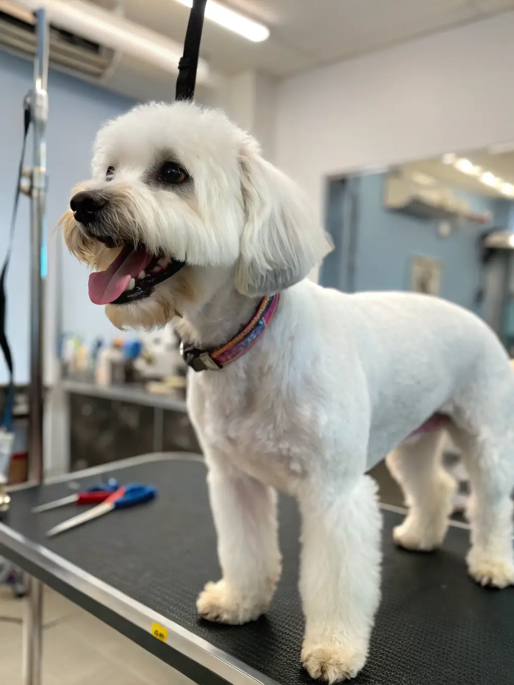 A happy, well-groomed dog smiling and sitting outside the Bark N Roll mobile grooming van, showcasing the overall quality of service.